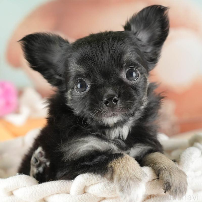 販売中の埼玉県のチワワ(ロングコート)-449682の1枚目