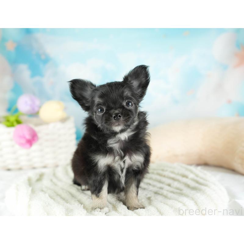 販売中の埼玉県のチワワ(ロングコート)-449682の11枚目