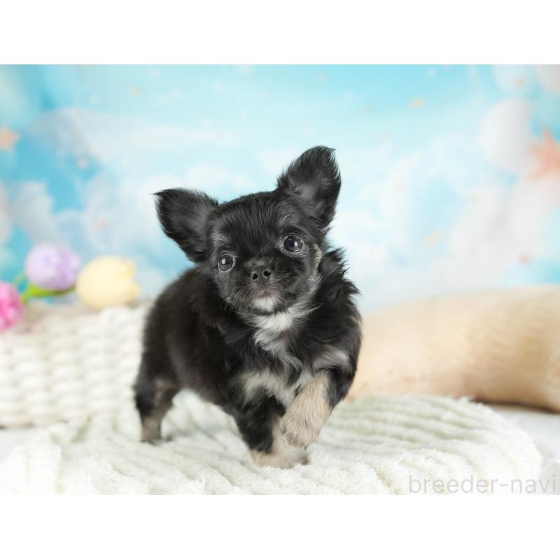 販売中の埼玉県のチワワ(ロングコート)-449682の10枚目