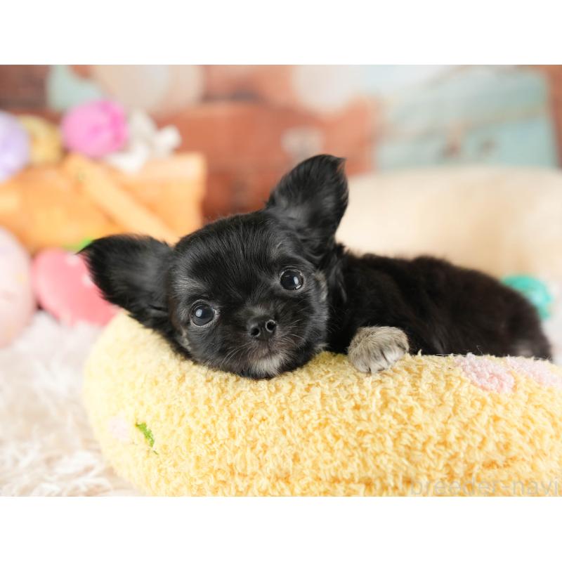 販売中の埼玉県のチワワ(ロングコート)-449682の9枚目