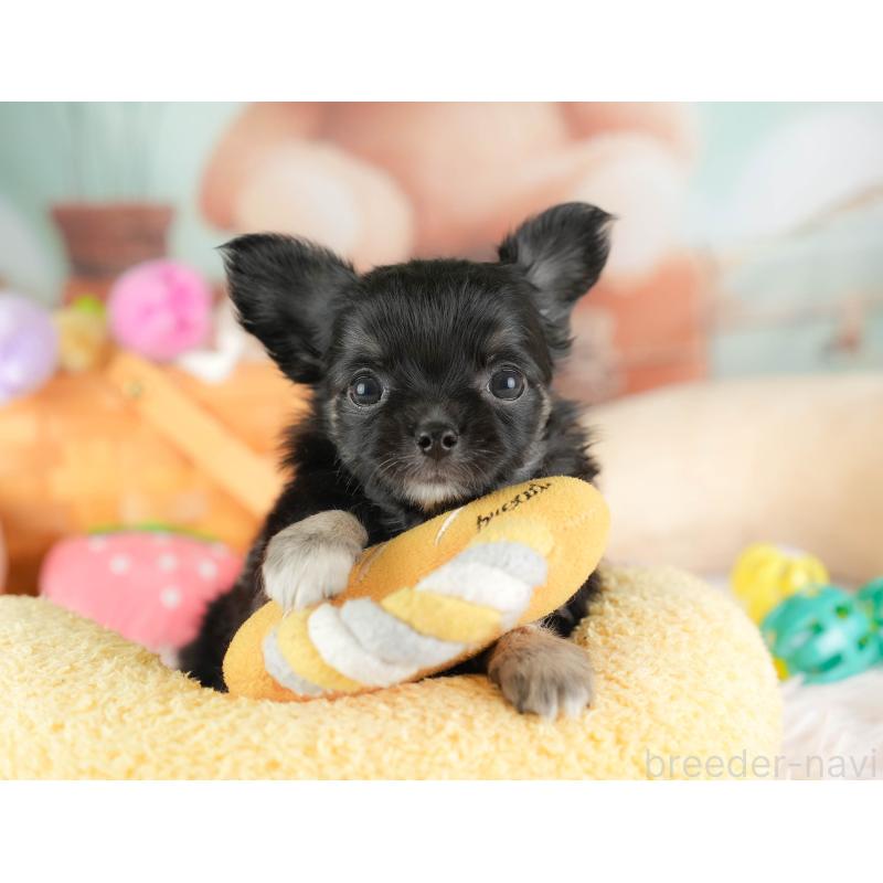 販売中の埼玉県のチワワ(ロングコート)-449682の8枚目