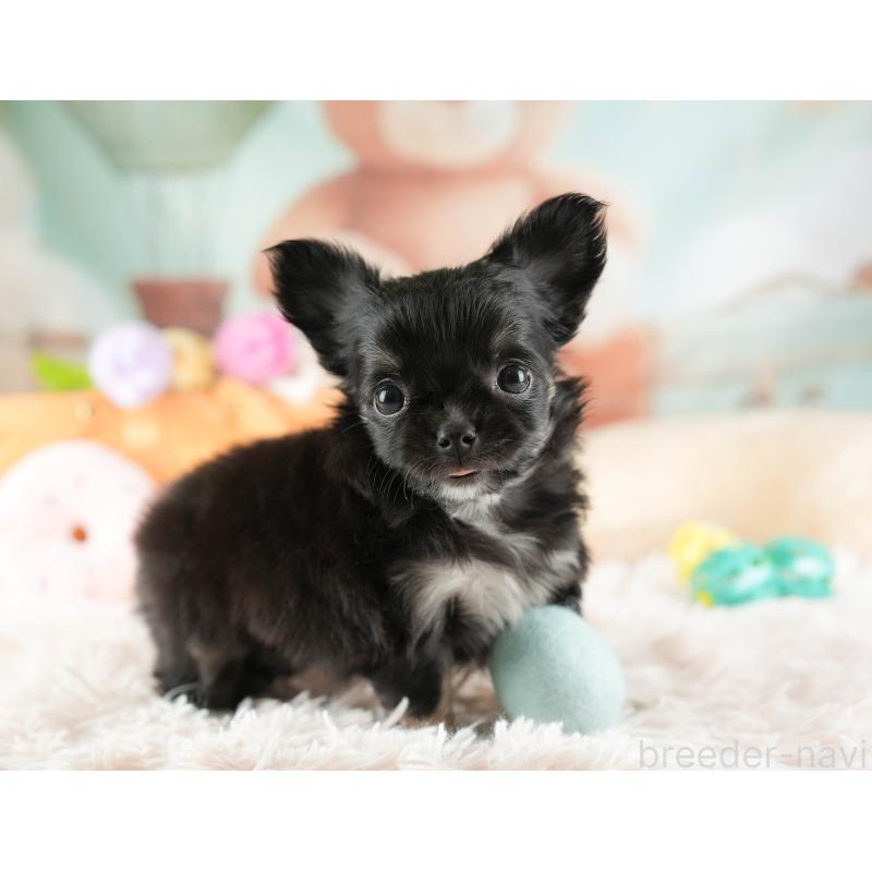 販売中の埼玉県のチワワ(ロングコート)-449682の7枚目