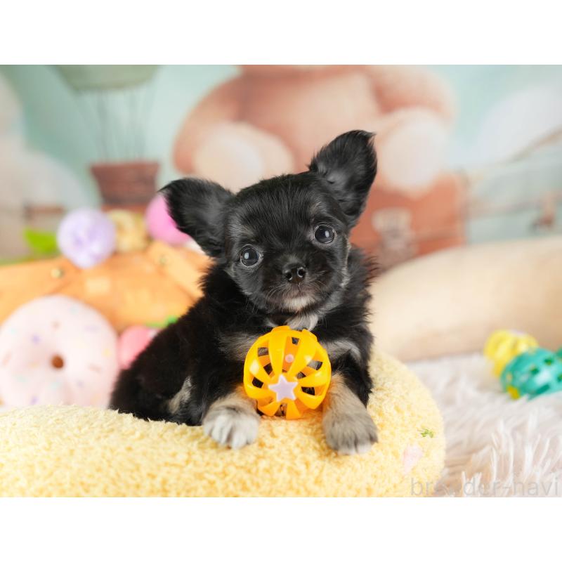 販売中の埼玉県のチワワ(ロングコート)-449682の6枚目