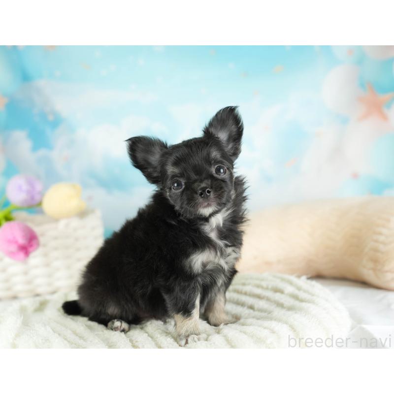 販売中の埼玉県のチワワ(ロングコート)-449682の4枚目