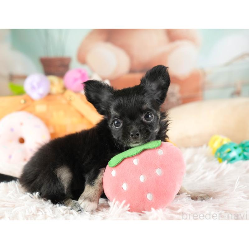 販売中の埼玉県のチワワ(ロングコート)-449682の3枚目