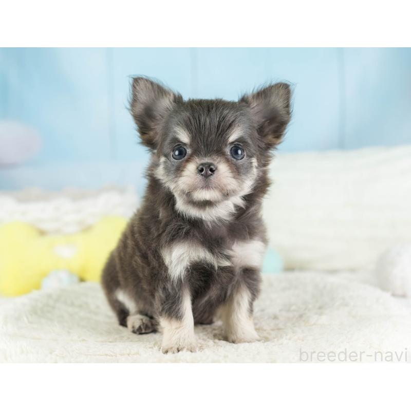 販売中の埼玉県のチワワ(ロングコート)-449681の10枚目