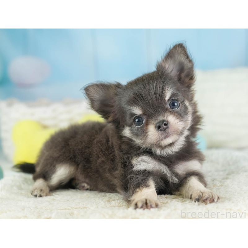 販売中の埼玉県のチワワ(ロングコート)-449681の8枚目