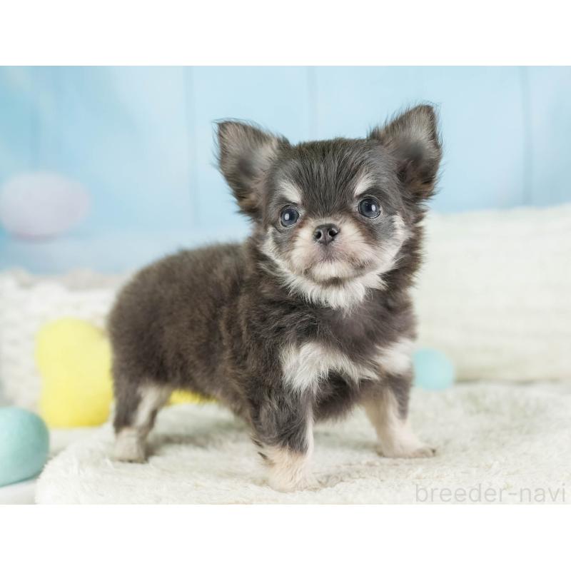 販売中の埼玉県のチワワ(ロングコート)-449681の7枚目