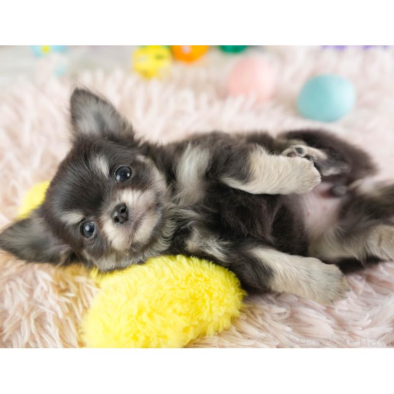 販売中の埼玉県のチワワ(ロングコート)-449681の6枚目