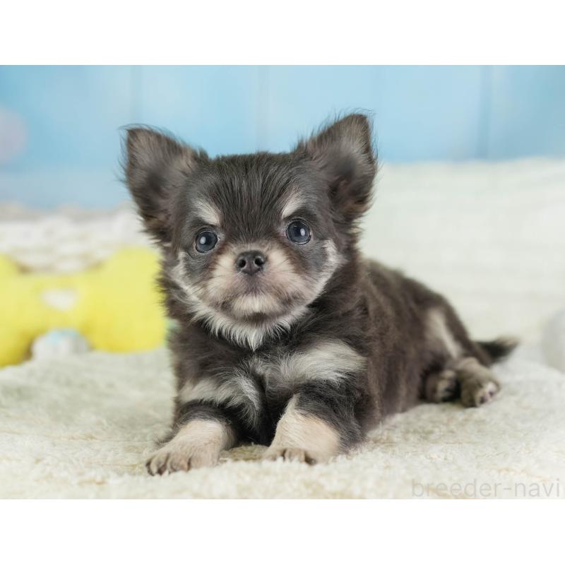 販売中の埼玉県のチワワ(ロングコート)-449681の5枚目