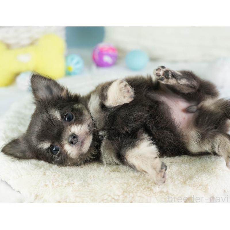 販売中の埼玉県のチワワ(ロングコート)-449681の4枚目