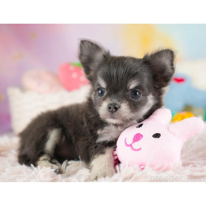 販売中の埼玉県のチワワ(ロングコート)-449681の3枚目