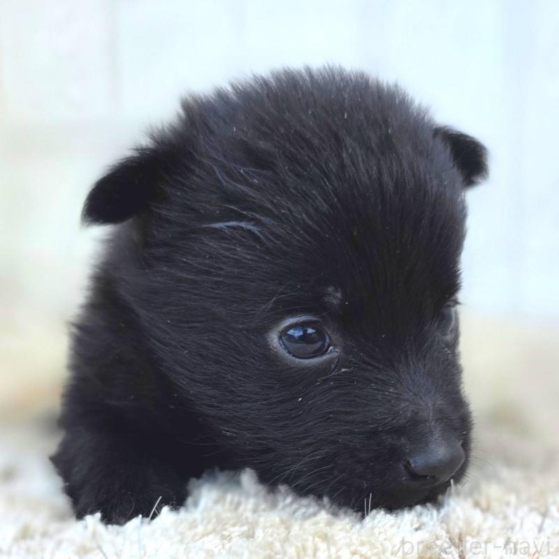 販売中の茨城県のスキッパーキ-449389の11枚目