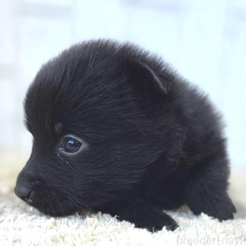 販売中の茨城県のスキッパーキ-449389の10枚目