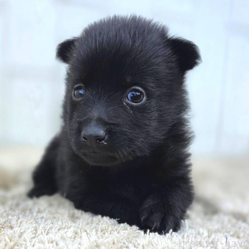 販売中の茨城県のスキッパーキ-449389の9枚目