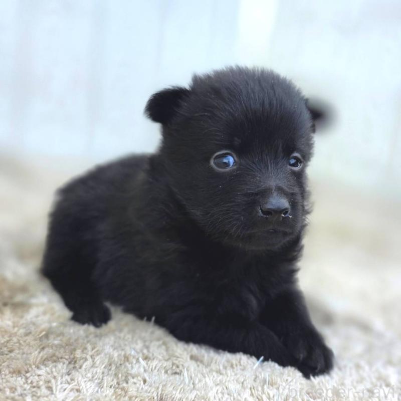 販売中の茨城県のスキッパーキ-449389の8枚目