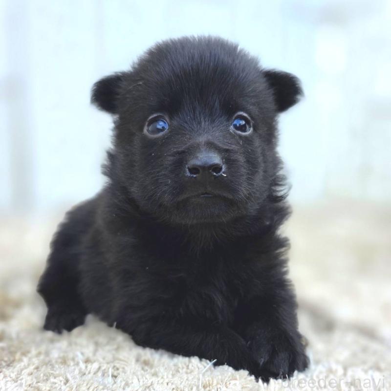 販売中の茨城県のスキッパーキ-449389