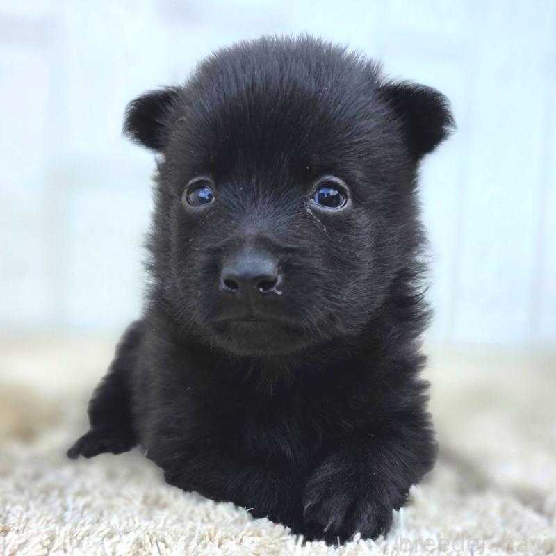 販売中の茨城県のスキッパーキ-449389の7枚目