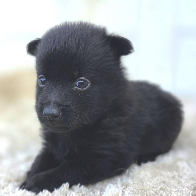 販売中の茨城県のスキッパーキ-449389の6枚目