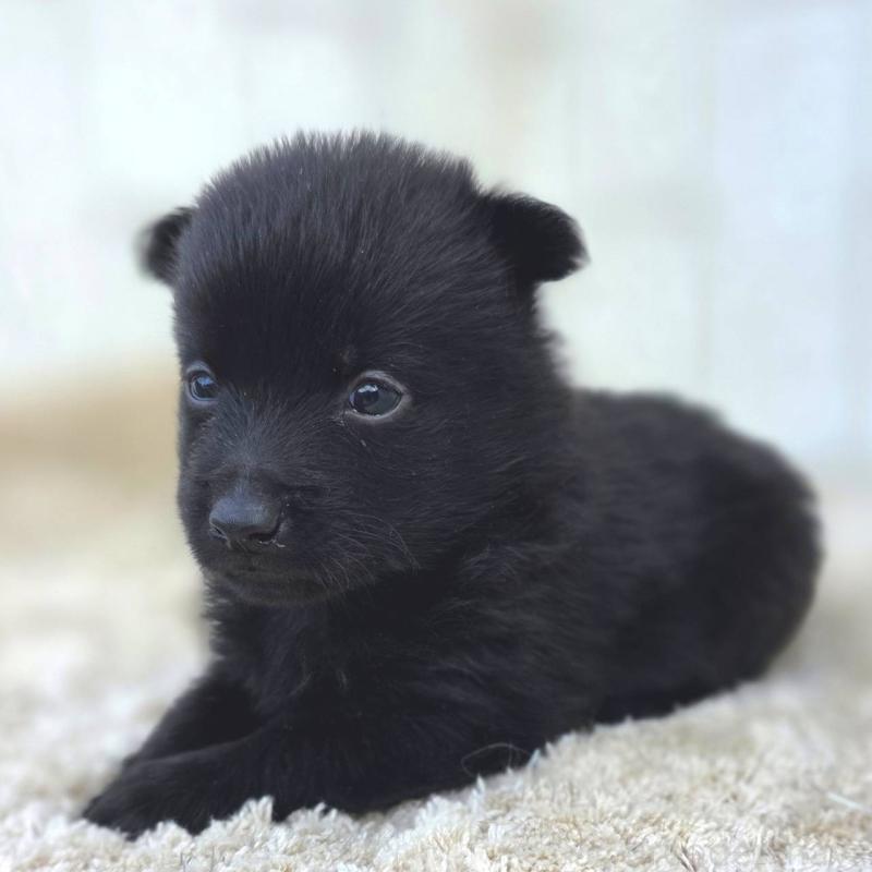 販売中の茨城県のスキッパーキ-449389の5枚目