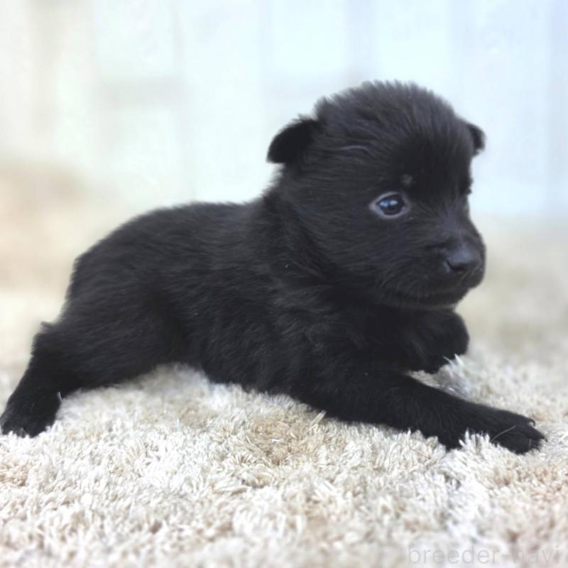 販売中の茨城県のスキッパーキ-449389の4枚目