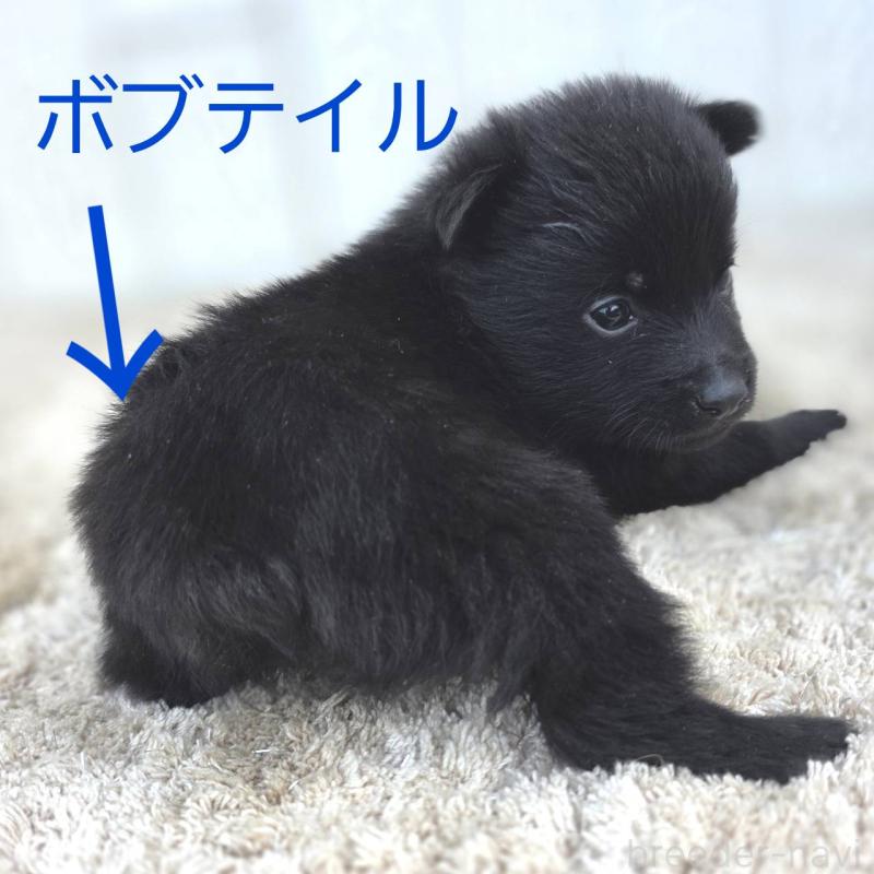 販売中の茨城県のスキッパーキ-449389の3枚目