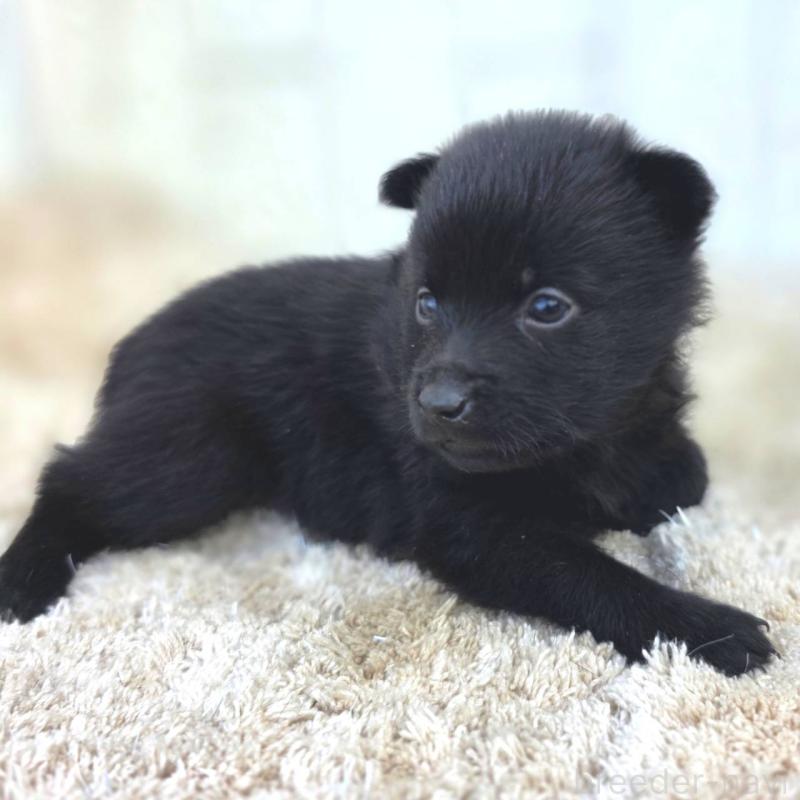 販売中の茨城県のスキッパーキ-449389の2枚目