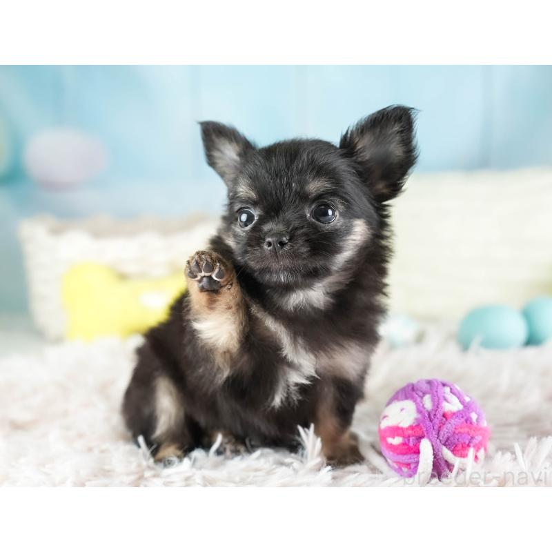 販売中の埼玉県のチワワ(ロングコート)-449679の11枚目