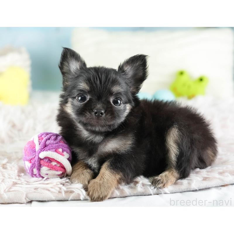 販売中の埼玉県のチワワ(ロングコート)-449679の9枚目