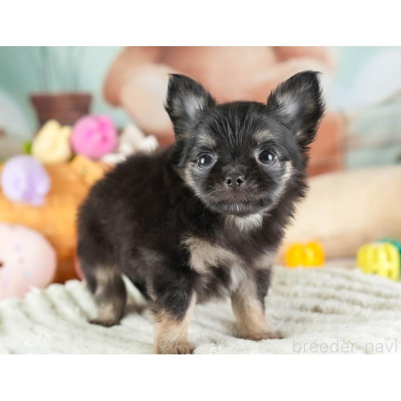 販売中の埼玉県のチワワ(ロングコート)-449679の8枚目