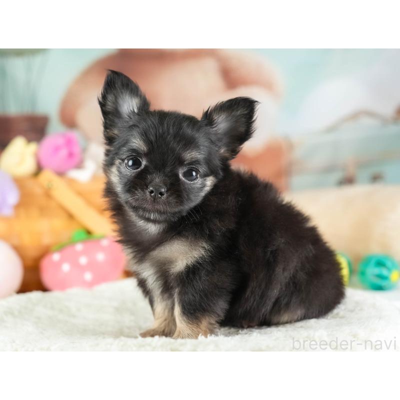 販売中の埼玉県のチワワ(ロングコート)-449679の7枚目