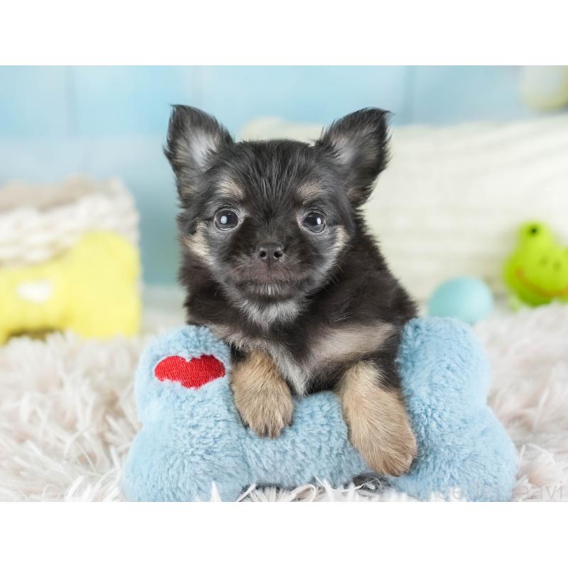 販売中の埼玉県のチワワ(ロングコート)-449679の6枚目