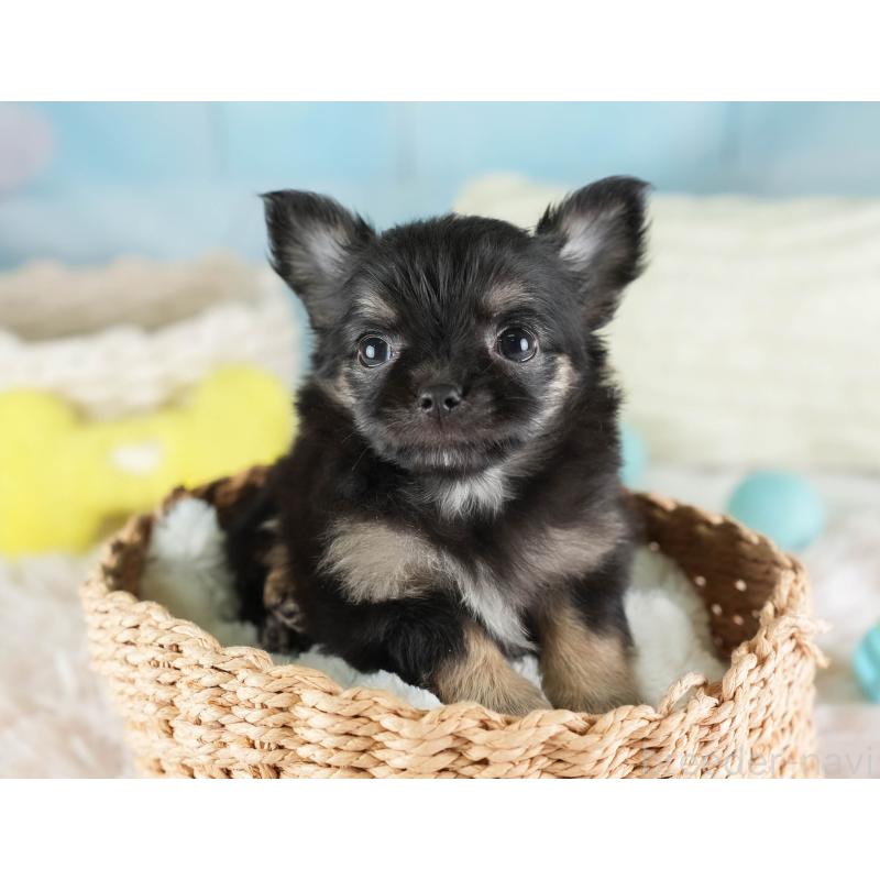 販売中の埼玉県のチワワ(ロングコート)-449679の5枚目