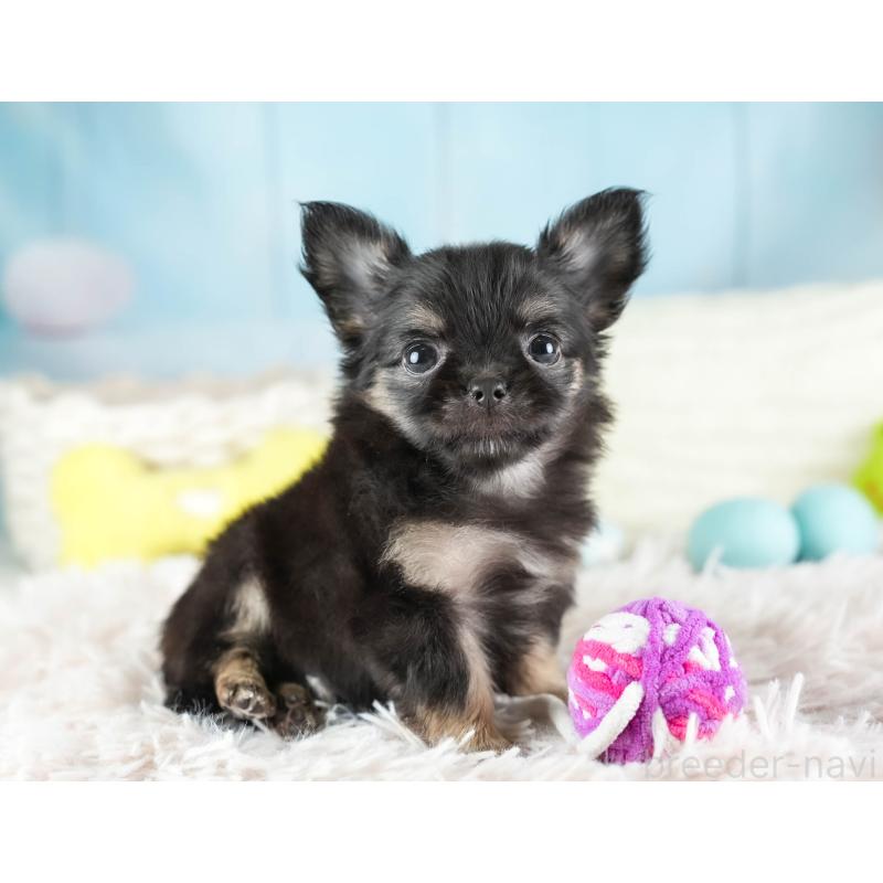 販売中の埼玉県のチワワ(ロングコート)-449679の4枚目