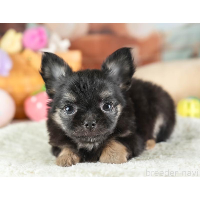 販売中の埼玉県のチワワ(ロングコート)-449679の3枚目