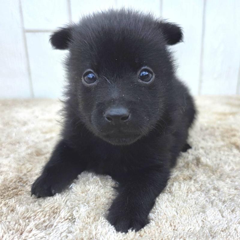 販売中の茨城県のスキッパーキ-449390の11枚目