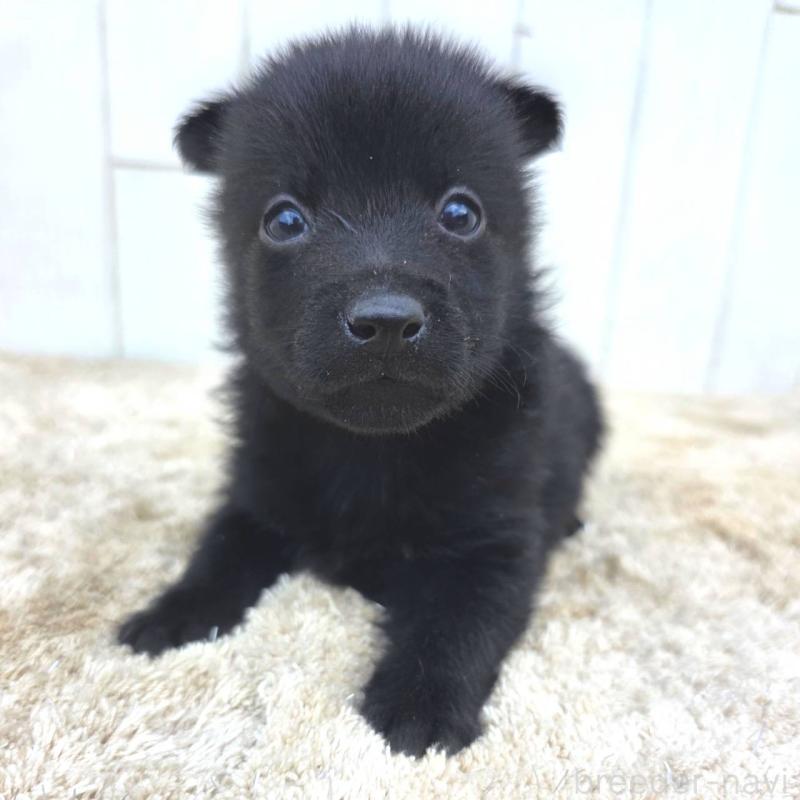 販売中の茨城県のスキッパーキ-449390の10枚目