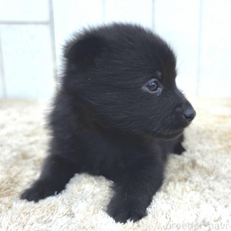 販売中の茨城県のスキッパーキ-449390の9枚目