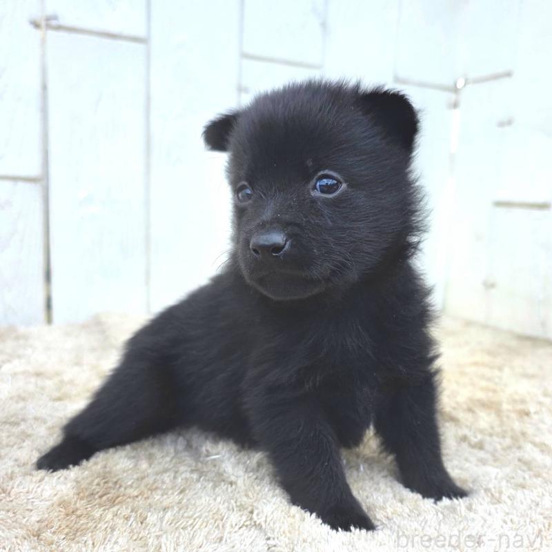 販売中の茨城県のスキッパーキ-449390の8枚目