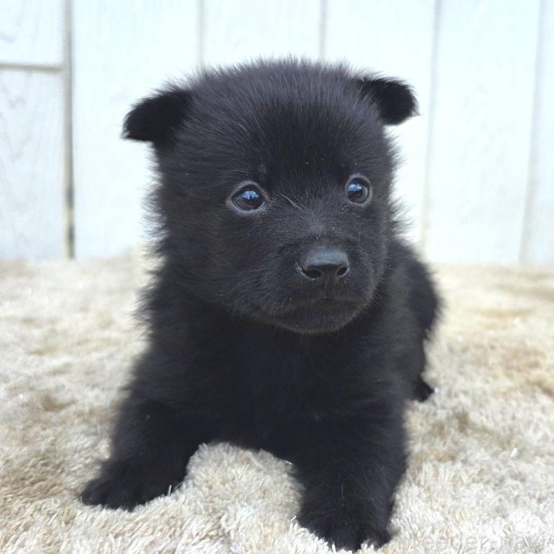 販売中の茨城県のスキッパーキ-449390の7枚目