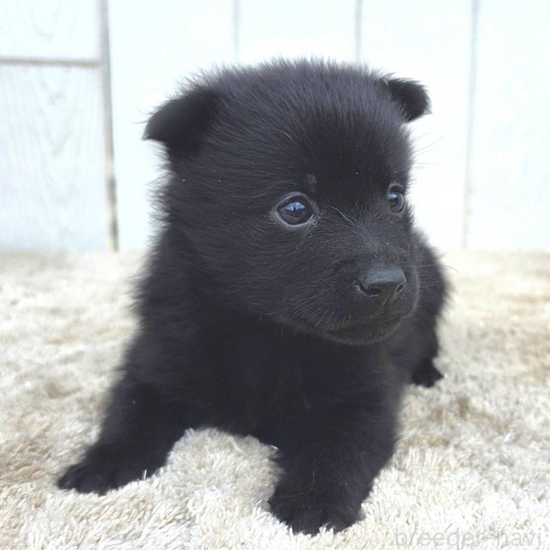 販売中の茨城県のスキッパーキ-449390の6枚目