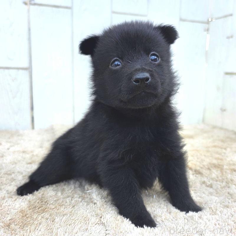 販売中の茨城県のスキッパーキ-449390の5枚目