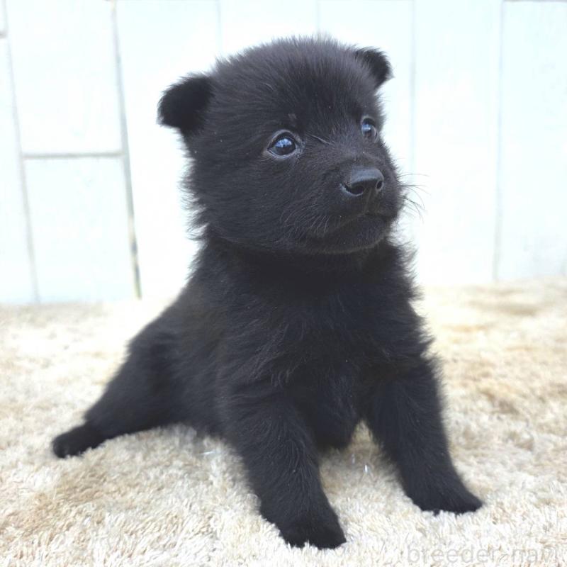 販売中の茨城県のスキッパーキ-449390の4枚目