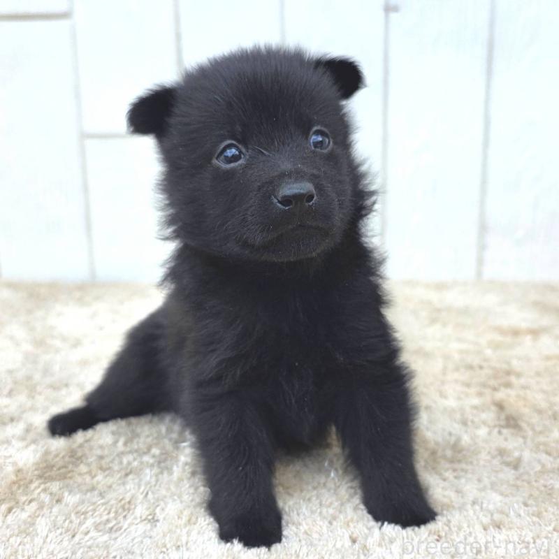 販売中の茨城県のスキッパーキ-449390の3枚目