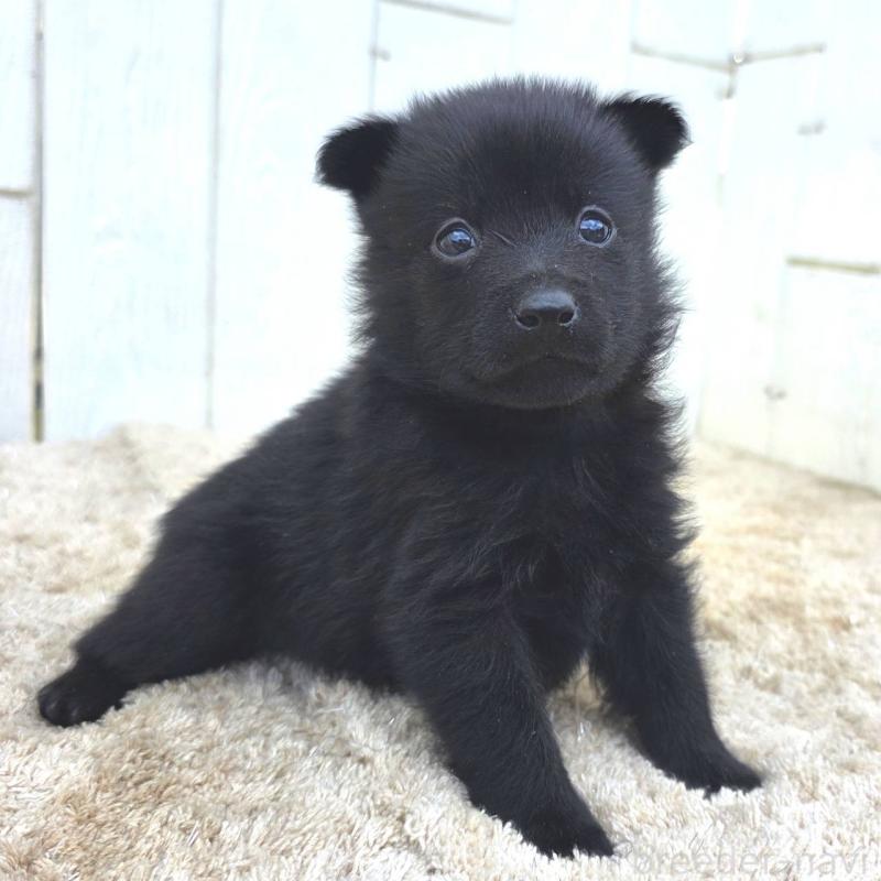 販売中の茨城県のスキッパーキ-449390