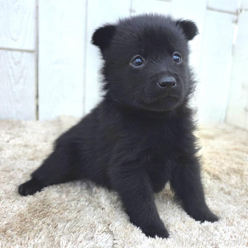 販売中の茨城県のスキッパーキ-449390の2枚目