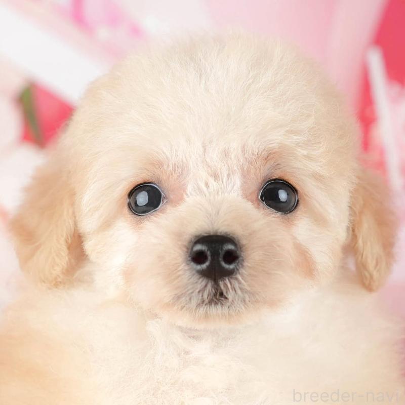 販売中の茨城県のタイニープードル-449444の1枚目