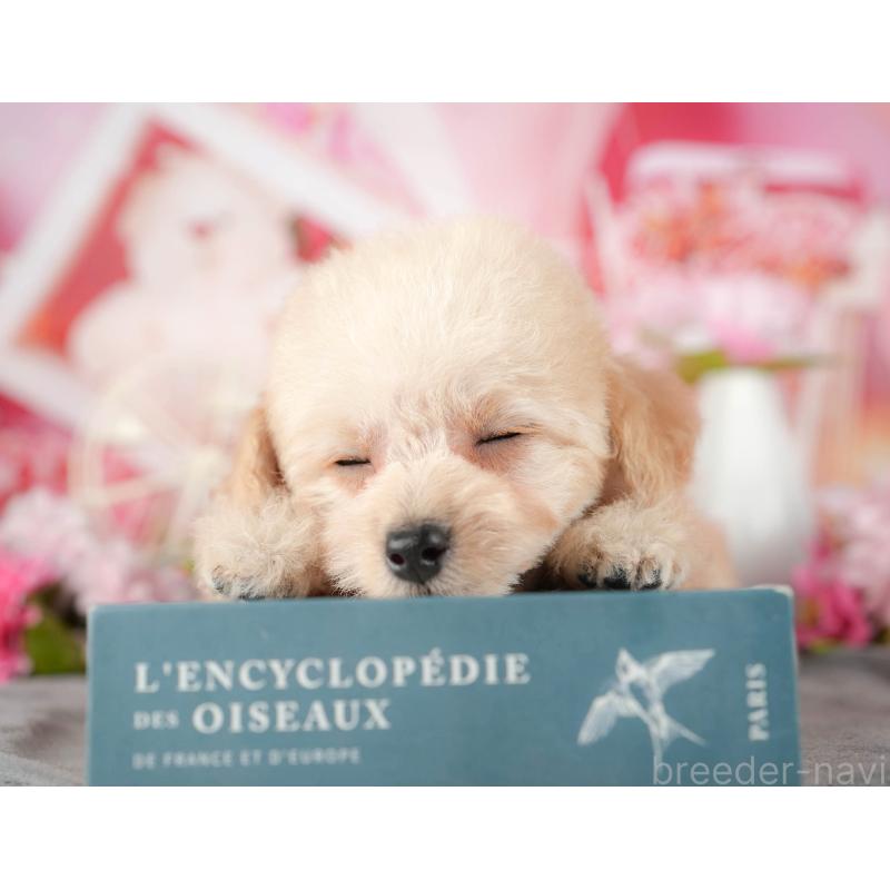 販売中の茨城県のタイニープードル-449444の7枚目