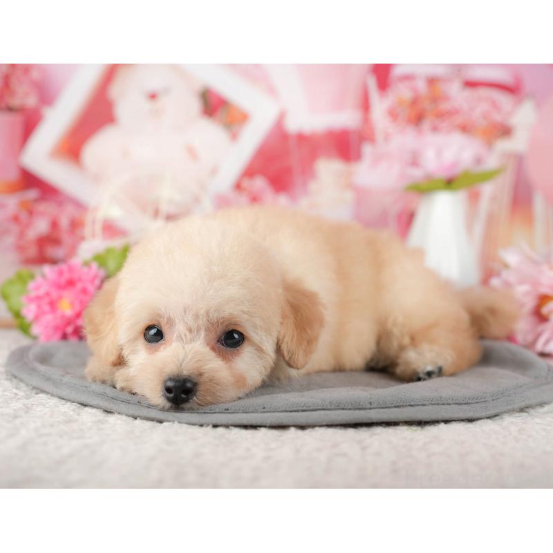 販売中の茨城県のタイニープードル-449444の6枚目