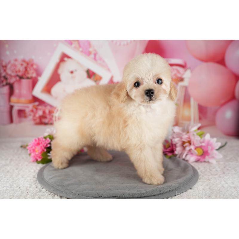 販売中の茨城県のタイニープードル-449444の4枚目